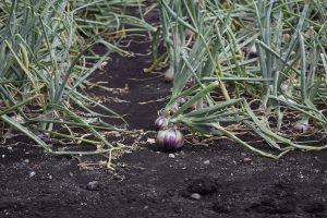 onion field3