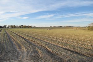 Generation Farms’ onion production includes Vidalia onions and Grano varieties, as well as reds, some whites and also organic onions. 