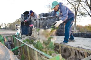 Generation Farms employees load a tractor with onion transplants to be distributed throughout the field for planting.