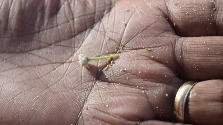 onion thrips in a hand