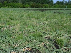 Weeds in onion fields delay onion maturity and reduce yield.  
