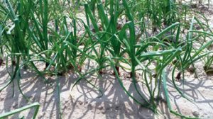 This field of drip-irrigated red onions is on a split-application nutritional program.