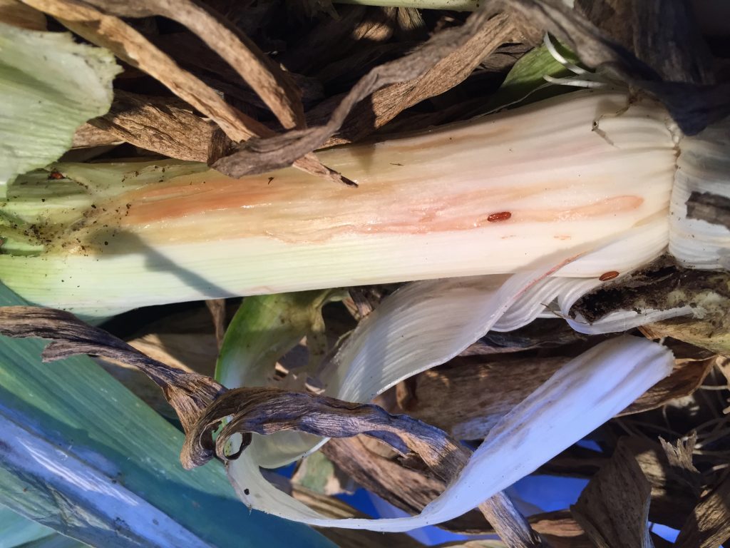 Brown, oval-shaped Allium leafminer pupae are seen on this leek at a farm where Allium leafminer was first identified in New York last fall. Photo courtesy Teresa Rusinek, Cornell Cooperative Extension