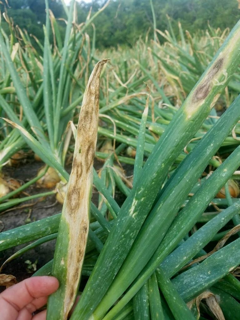 Stemphylium leaf blight appears as elongated, boat-shaped, tan, purple or black lesions. Photo courtesy Christy Hoepting, Cornell Cooperative Extension 