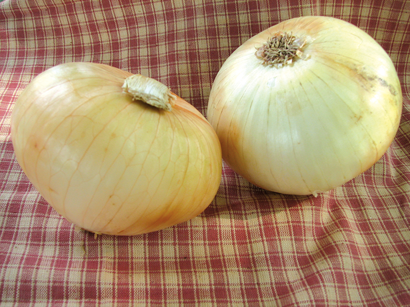 Short and IntermediateDay Onion Variety Buyers' Guide Onion World