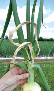 This onion shows foliar symptoms of bacterial soft rot.