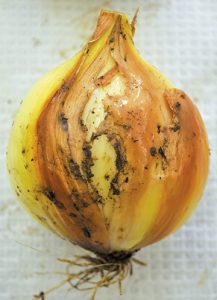 Bacterial soft rot symptoms can range from spongy, water-soaked scales to complete bulb breakdown.