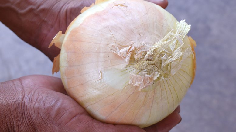 hands holding onion