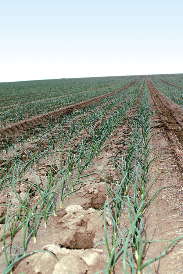 CSS Farms uses a mini-pitter to aerate the farm’s onion ground and increase the water holding capacity of the soil by creating small reservoirs between each double row of onions.