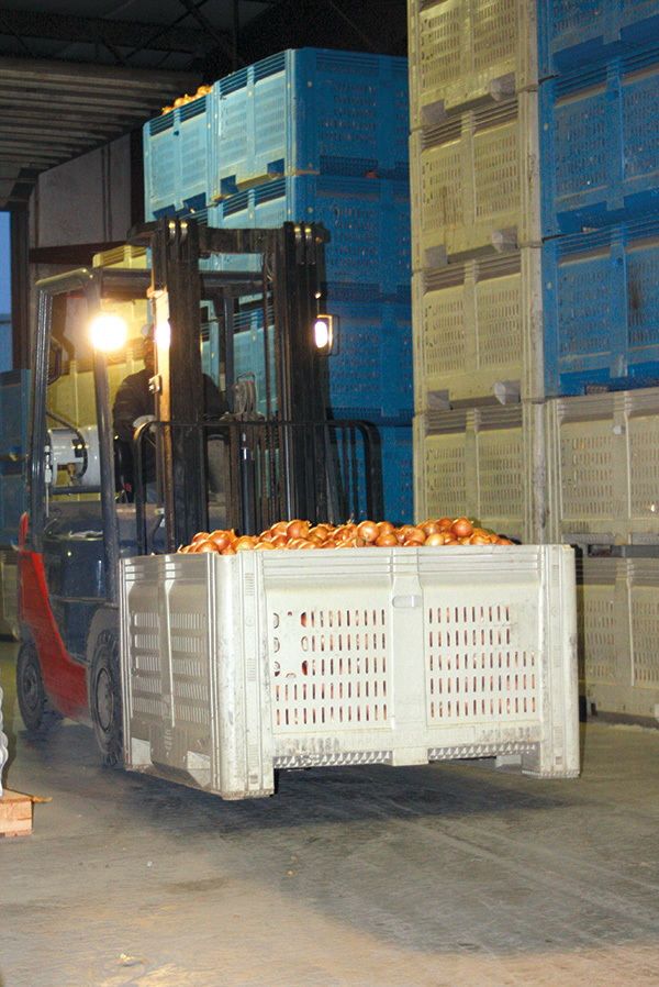 A forklift transports a bin of onions inside the Agri-Pack packing shed.