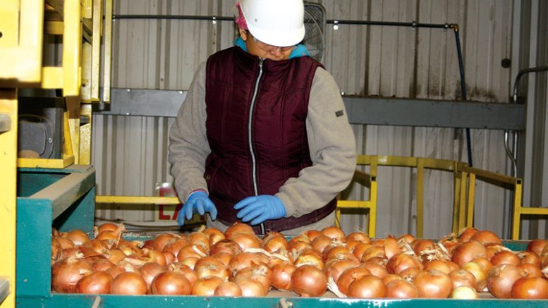 An employee grades onions on the onion line.