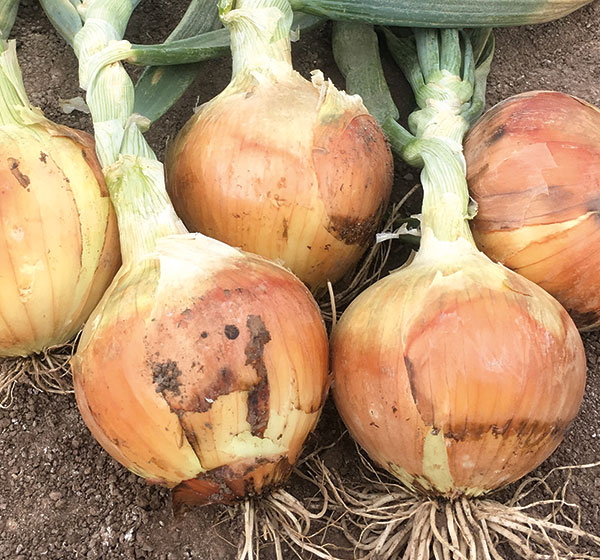 Onion Variety