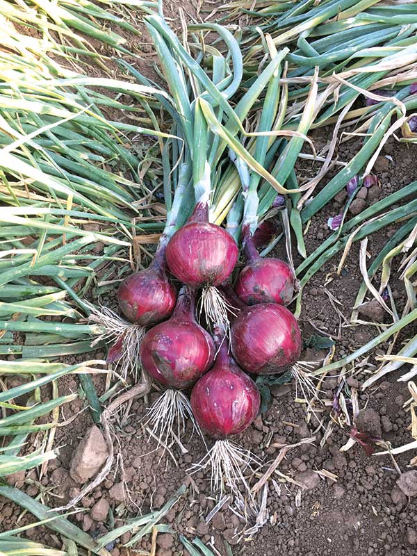 Onion Variety