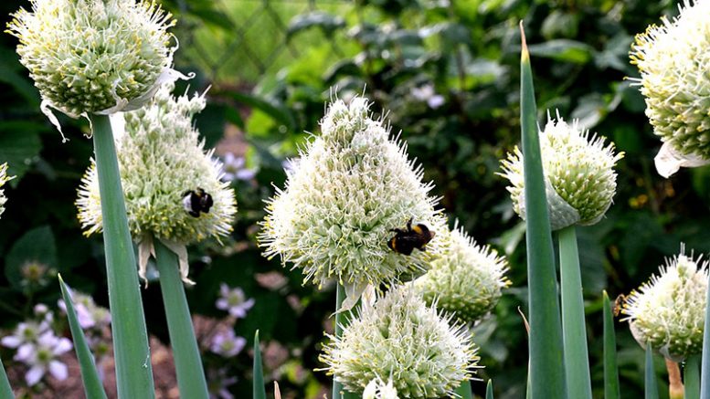 Onion Blooms