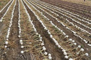White onion in a field