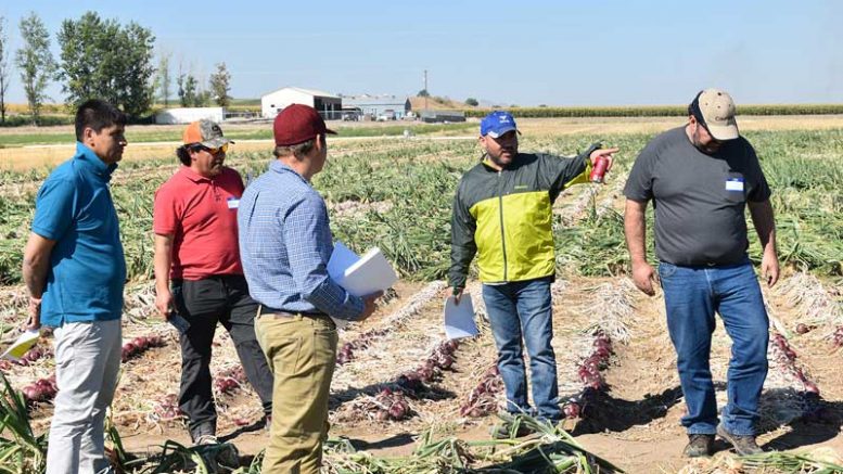 Attendees checking onion trials at the OSU Malheur Onion Variety Day in 2018.