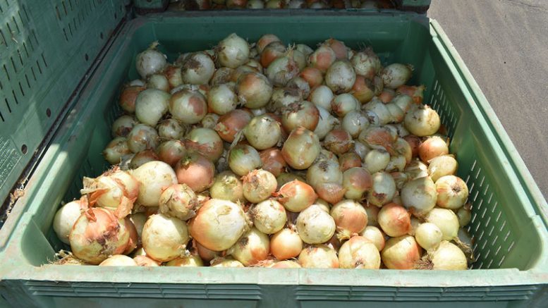 Yellow onions in plastic bin