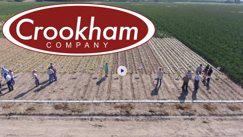 Crookham Onion Day 2019 taken from drone overhead