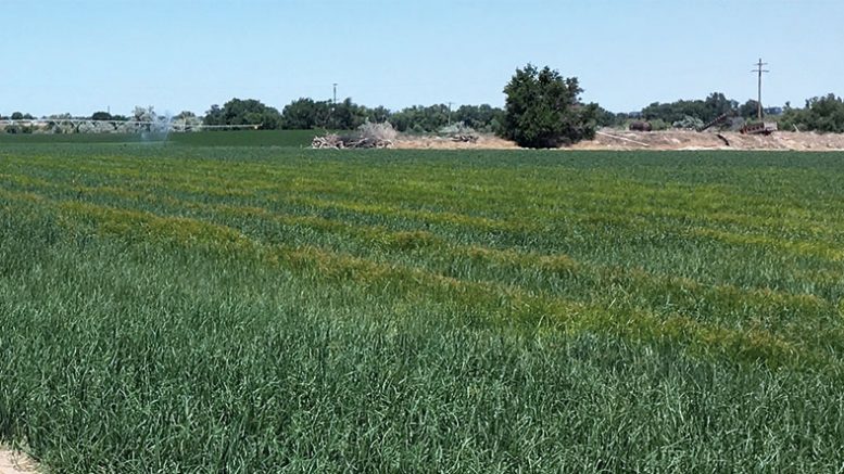 Yellow Nutsedge in Onion Field