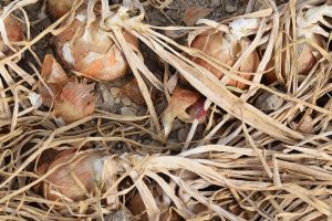 Yellow onions in a field