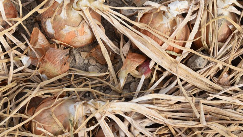 Yellow onions in a field