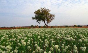 Onion-Field