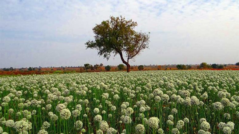 Onion-Field