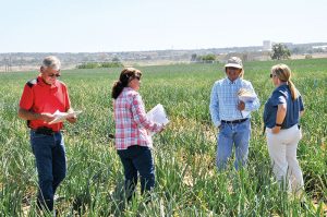 Field day attendees check out the 39 varieties grown in this year’s onion cultivar trial.