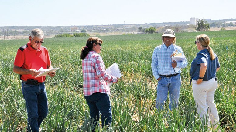 Field day attendees check out the 39 varieties grown in this year’s onion cultivar trial.