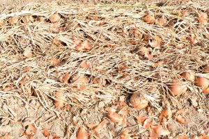 Onions in a field during harvest