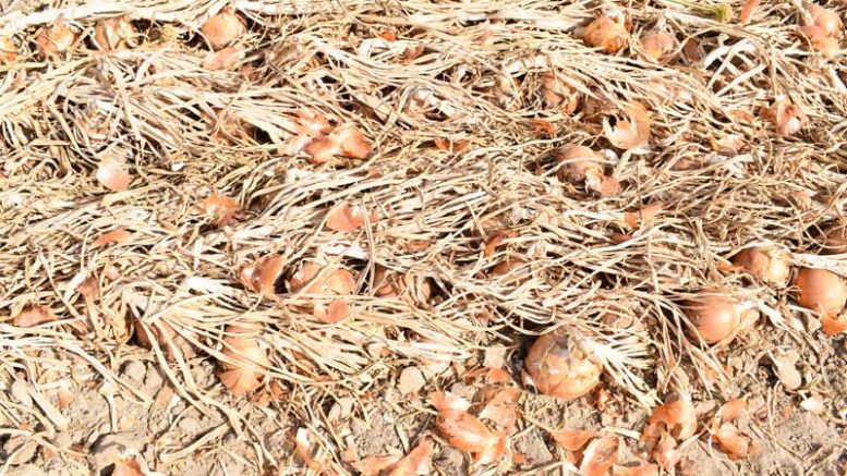 Onions in a field during harvest