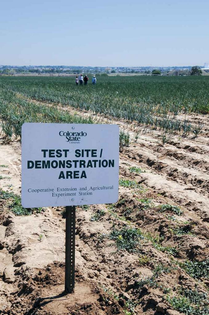 Colorado State University Extension hosts the Northern Colorado Onion Variety Field Day to share research results with the local onion industry.