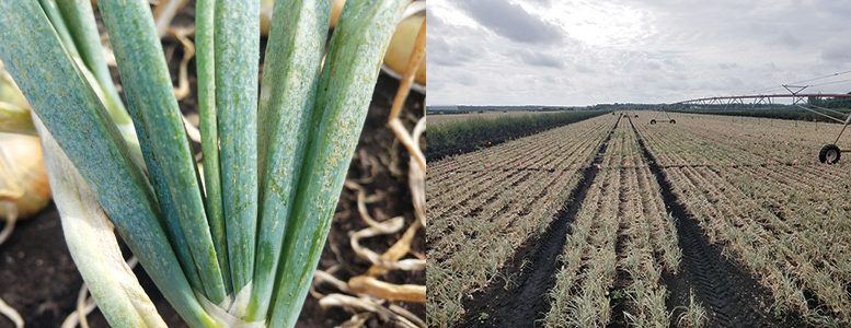 Figure 1. High numbers of thrips feeding all along onion leaves can quickly turn onion plants from green to white, as pictured on the left. This ultimately reduces bulb size, as shown on the right. Photos courtesy Christy Hoepting, Cornell University