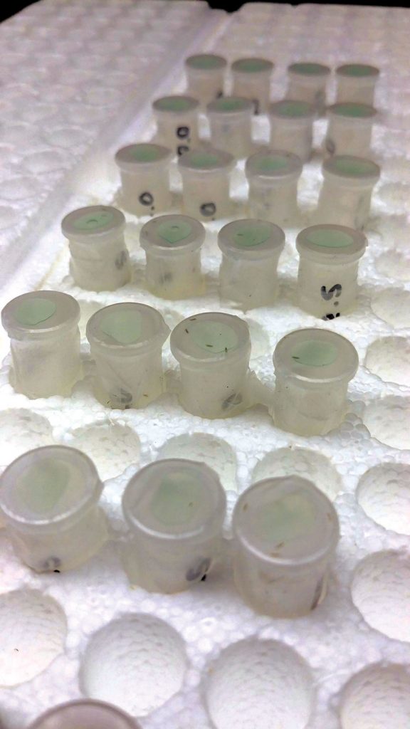Figure 2. Small 1.5 ml tubes contain thrips for feeding bioassay. A stretched pouch of parafilm containing a small amount of Radiant and sugar water serves as the food source for the thrips.  Mortality was evaluated after 48 hours. Photo courtesy Erica Moretti, Cornell University