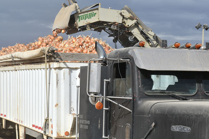 Onions and potatoes are typically harvested simultaneously at Flying F Inc.