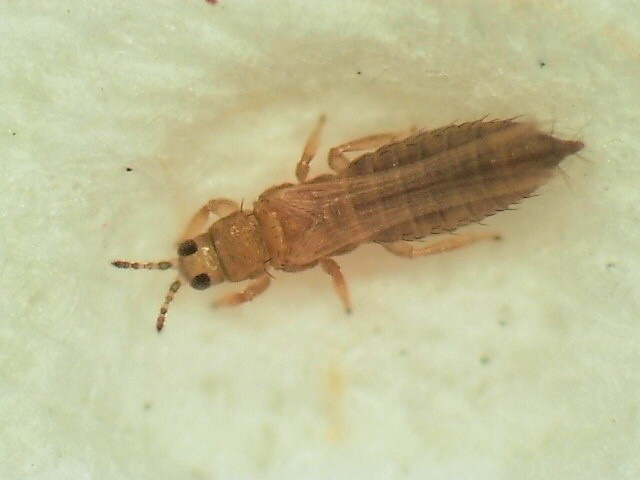 Pictured is an onion thrips (Thrips tabaci) adult. Photo courtesy Isabella Yanuzzi, Cornell University