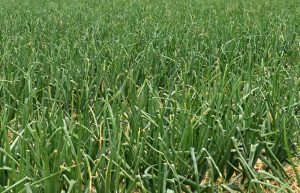 onion plants in a field