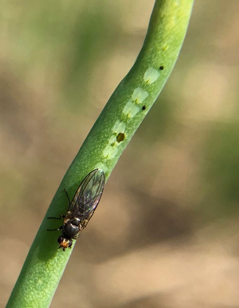 Figure 2. Adult allium leafminer female flies make distinctive circular marks in a linear pattern on the leaves of alliums. Photo by Riley Harding, Cornell University