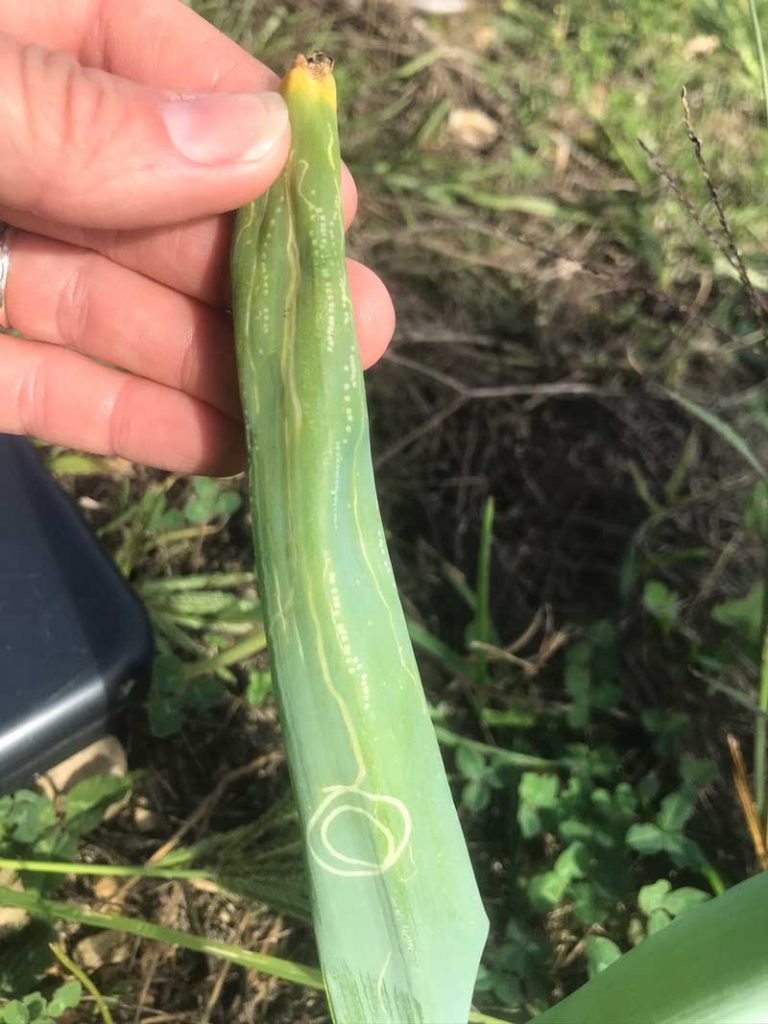 Figure 3. Oviposition marks are typically in a linear pattern on the upper half of leaves. Larvae feed on the leaves, creating visible mines as they move toward the bottom portion of the plant. 