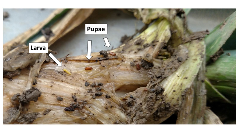 Figure 4. Allium leafminer larvae will pupate in the bottom portion of the plant or in the surrounding soil. Photo by Riley Harding, Cornell University