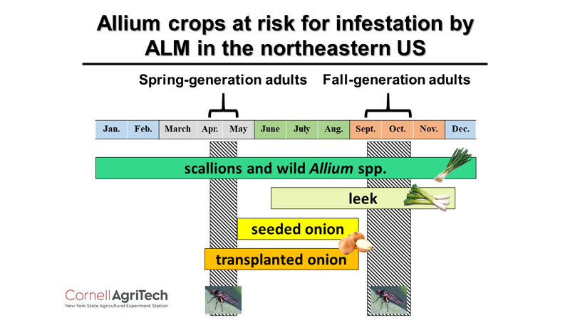 Figure 5. Allium crops that have green foliage available when allium leafminer adults are active in the spring and fall in the northeastern U.S. are at highest risk of infestation. 