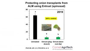 Figure 8. Entrust applied as a plug drench or bare-root dip to onion transplants significantly reduced allium leafminer damage. Using Entrust in this manner is not currently on the manufacturer’s label.