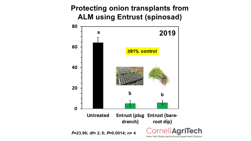 Figure 8. Entrust applied as a plug drench or bare-root dip to onion transplants significantly reduced allium leafminer damage. Using Entrust in this manner is not currently on the manufacturer’s label.