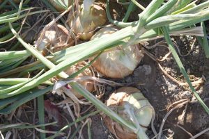 White onions in Malheur field