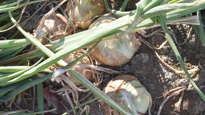 White onions in Malheur field