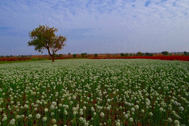 onion field in flower