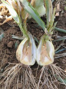 The type of bulb rot present can be difficult to identify just by looking at the symptoms.