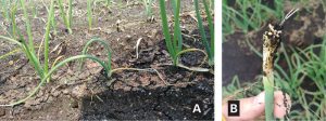 Figure 1. Onion maggot damage in the field is seen here early in the season. Feeding by onion maggot larvae (photo B) on the belowground portion of the plant causes the leaves of the plant to become flaccid and limp aboveground (photo A).