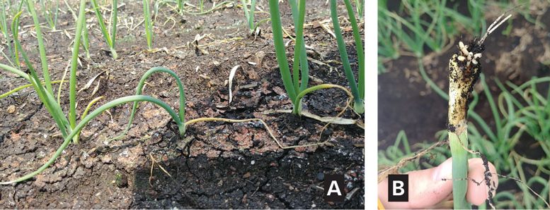 Figure 1. Onion maggot damage in the field is seen here early in the season. Feeding by onion maggot larvae (photo B) on the belowground portion of the plant causes the leaves of the plant to become flaccid and limp aboveground (photo A).