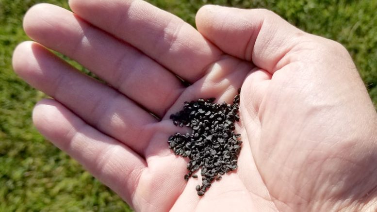 onion seeds in hand